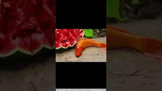 frog do farming and fish eat his watermelon shorts stopmotion [upl. by Kissie]