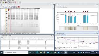 SDSPAGE Quantification Simple way Gel analyzer [upl. by Smallman]