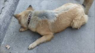 Silver The Belgian Tervuren  First 8 months [upl. by Annelak]