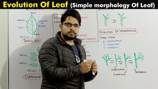 Evolution Of leaf Leaf morphology and Venation [upl. by Aliahkim]