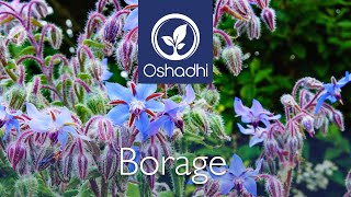 Borage Borago officinalis  EssentialOilPlant Portrait by Dr Malte Hozzel [upl. by Perlie]