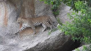 safari with sarfaraj jawai leopards hills safari 9950461004 [upl. by Milah]