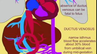 FETAL CIRCULATION 2 DUCTUS VENOSUS [upl. by Aihsiyt]