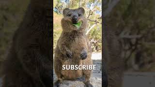 its animal can smile the friendliest animal on the planet quokka [upl. by Ahseek]