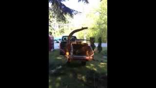 Raising an overgrown cedar tree canopy [upl. by Huskey]