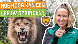 ZO HOOG KAN EEN LEEUW SPRINGEN 🦁  DIT EET EEN LEEUW 🍖  Carlijns Dierenvraag 69 [upl. by Noelopan796]