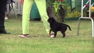 Windsor Championship Dog Show 2012 Toy group [upl. by Idnaj]