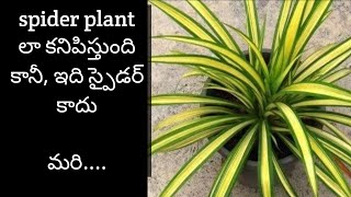 145How to grow pandanus plant at home spider plant like pandanus plant growing tips Screw pine [upl. by Ggerg996]