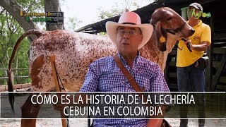 Como es la historia de la lecheria cebuina en Colombia  TvAgro por Juan Gonzalo Angel Restrepo [upl. by Sollows]