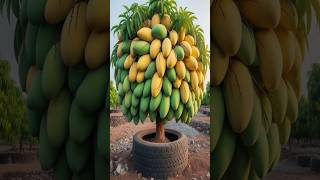 Harvesting more mangoes With New mango tree planting Methods satisfying garden farming [upl. by Thais]