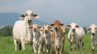 Ganadería Comercial Para la Producción de Carne  TvAgro por Juan Gonzalo Angel [upl. by Clyte413]