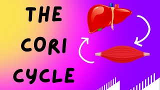 Biochemistry Help The Cori Cycle Lactic Acid Cycle [upl. by Isayg]