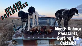 North Dakota Pheasants Busting the Cattails [upl. by Helbonnas387]