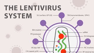 The Basics of the Recombinant Lentivirus System [upl. by Ymma]