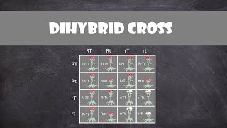 Genotypic Ratios and Phenotypic Ratios for Punnett Squares [upl. by Guyer]