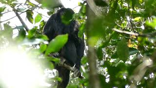 Bugiopreto Alouatta caraya vocalizando [upl. by Dusty]