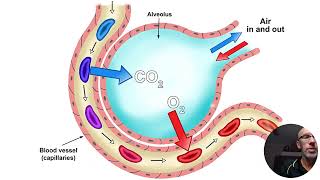 Gas Exchange System Respiratory [upl. by Almeria586]