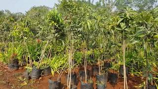 Forest Trees Garden Center Wholesale Plant Nursery in Pune [upl. by Ettevey]