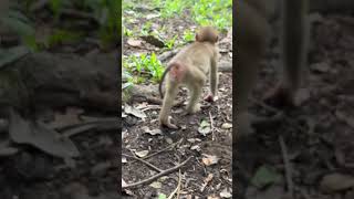 Monkey cute babyanimal animals [upl. by Clemen]