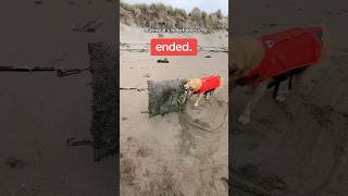 Oatmeal is only… semi helpful BeachDog BeachCleanup FunnyDog [upl. by Astrea]