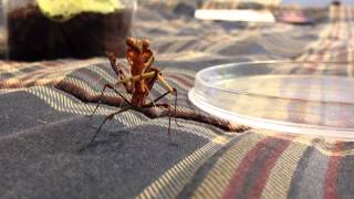 Dead Leaf Mantis eating Stick Insect [upl. by Florentia]