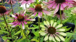 Echinacea purpurea Green Twister [upl. by Anirbaz]