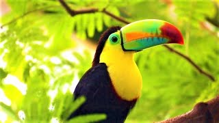 🐦🌴 EXOTIC BIRDSONG  Birds sound in jungle  Tropical forest  Nature  parrot  toucan  Amazonia [upl. by Nydnarb]