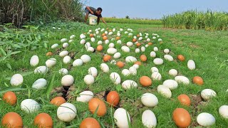 Amazing Collecting eggs in a grassy field [upl. by Kamin602]