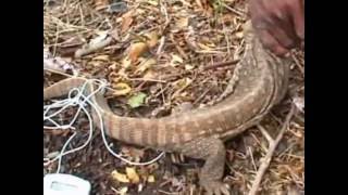 Monitor lizards at Dawa Ghana March 2001 [upl. by Penman]