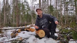 Dendrochronology What tree growth rings tell us about our forest [upl. by Alliuqahs629]