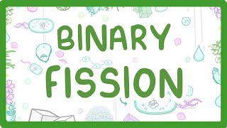 Binary fission  looping animation [upl. by Nuzzi]