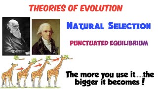 Theories of evolution  Lamarck  natural selection law of use and disuse [upl. by Rebmaed]