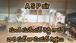 ప్రతిపాడు సబ్ జూనియర్ విభాగంలో S S R bulls బుల్స్ సుంకి సురేందర్ రెడ్డి 33109 [upl. by Lorre687]