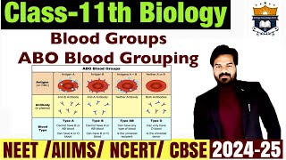 Blood Groups  ABO Grouping  Types of Blood Groups  Body Fluids and Circulation class 11 Biology [upl. by Martreb659]