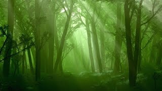 Forest Music Instrumental  Raindrop Woods [upl. by Adilen]