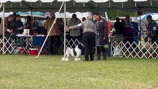 20240111 Löwchen Judging on Day 1 Florida Gulf Cluster 1 Brooksville FL [upl. by Atinuhs]