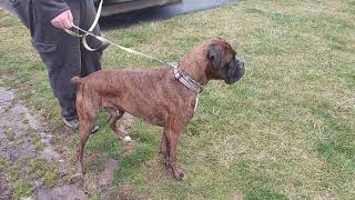 brindle boxer beautiful dog [upl. by Ponzo]