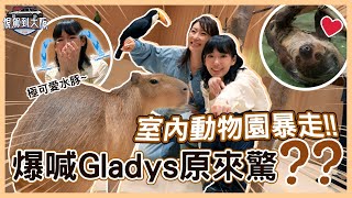 《恨駕到大阪》室內動物園暴走爆喊 Gladys原來驚X X 極可愛水豚～ EP7｜李靖筠 周家怡 Osaka Trip [upl. by Legra]