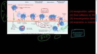 20  Acute Inflammation 2 of 3  Cellular Events  Leukocyte Recruitment diapedesis Selectin [upl. by Kurt654]