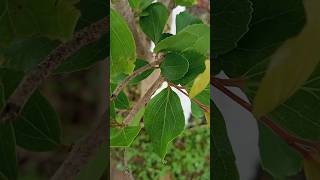 how to plant flacourtia indica sinhala nature trend shortsfeed shots [upl. by Beane]