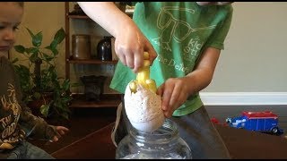 Ginormous Magic Growing Hatching Dinosaur Egg Toy  Time Lapse Video Review  Surprise Egg [upl. by Tjaden]