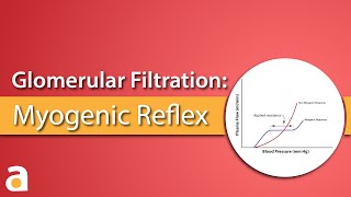 Glomerular Filtration Myogenic Reflex Autoregulation [upl. by Pennington430]