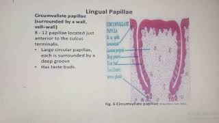 RIMTNA with DO  Primary Lingual Papillae Tongue Histology [upl. by Suivatnod]