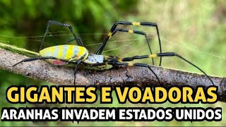 INVASÃO DE ARANHAS GIGANTES E VOADORAS NOS ESTADOS UNIDOS [upl. by Santini]