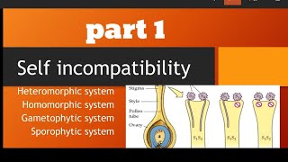 self incompatibility introduction [upl. by Jarret831]