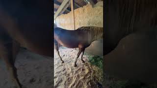 Redmond Equine poultice for Ruby’s tired leggies  they had a long trainer ride from Texas to Oregon [upl. by Tadich]