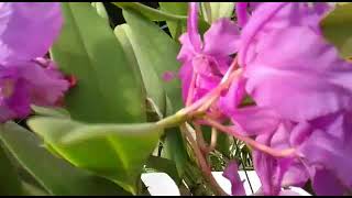 Cattleya skinneri  Guarianthe skinneri amp Epidendrum radicans [upl. by Schuman828]