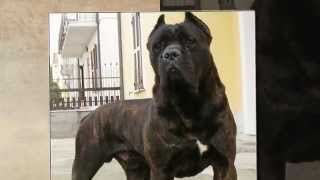 CANE CORSO GUARDIAN [upl. by Letram799]