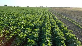 Cómo Cultivar Soya  Soja  Soybean  TvAgro por Juan Gonzalo Angel [upl. by Hoem]