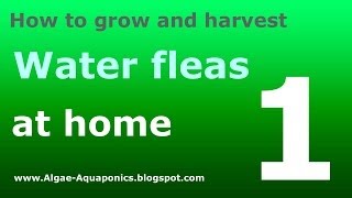 How to grow water fleas daphnia 1 [upl. by Ahsikin]